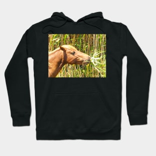 Assateague Pony Enjoying a Marsh Grass Lunch Hoodie